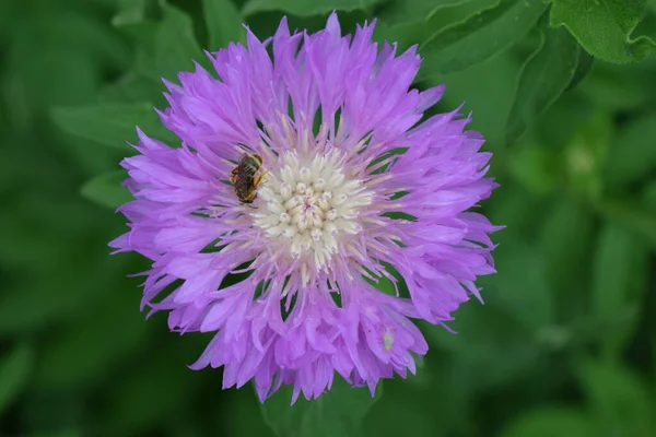 Centaurea Dealbata Persian Whitewash Cornflower Bee Close Beautiful Purple Flower — Stock Photo, Image