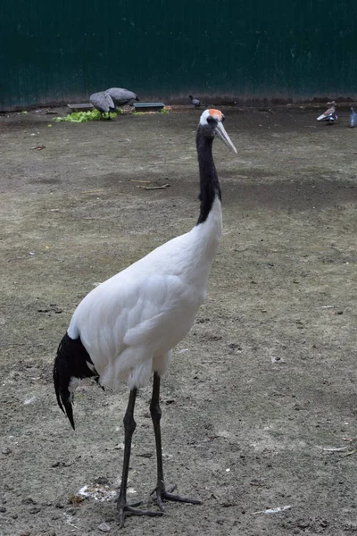 動物園の白い鶴が地面に立っています 日本の鶴とも呼ばれる成体の赤冠鶴 グラス ヤポネンシス — ストック写真