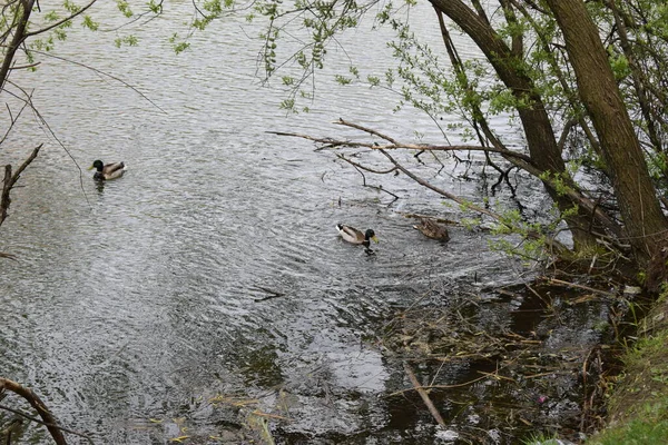 Stockenten Gruppe Schwimmt See Mit Zwei Männchen Und Einer Weiblichen — Stockfoto