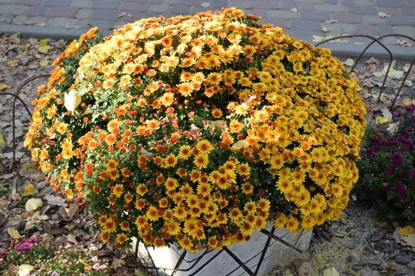 Fiori Crisantemo Giallo Aiuola Gialla Bellissimi Crisantemi Durante Giornata Autunnale — Foto Stock