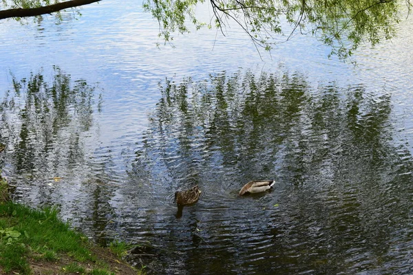 池に2匹のアヒル 池で２匹のマガモが泳いでいる 美しい水鳥 — ストック写真