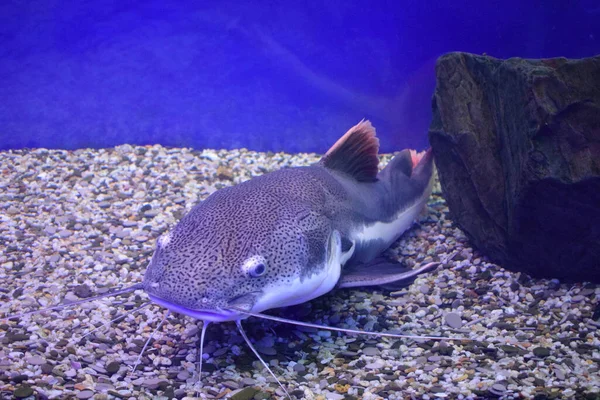 Sheat Fish Phractocephalus Hemioliopterus Photographed Aquarium — Stock Photo, Image