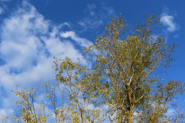 Πτώση Αφήνει Δέντρα Στον Γαλάζιο Ουρανό Φθινοπωρινή Φύση Τοπίο Εποχή — Φωτογραφία Αρχείου