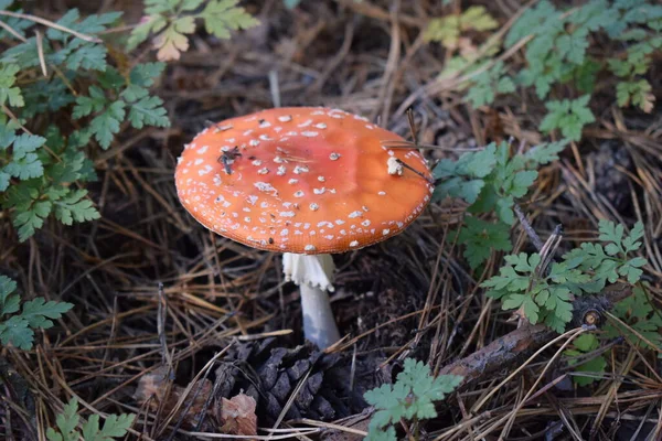 Amanita Mantarı Amanita Muscaria Amanita Muscaria Amanita Familyasından Bir Kuş — Stok fotoğraf