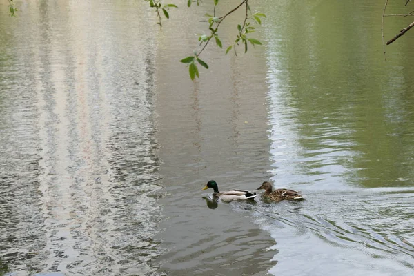 Der Nähe Schwimmen Einem Frühlingstag Zwei Wildenten Fluss Wildtiere Stockenten — Stockfoto