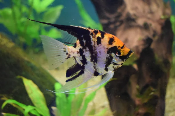 Peixe Anjo Koi Pterophyllum Scalare Isolado Peixes Tanque Com Fundo — Fotografia de Stock