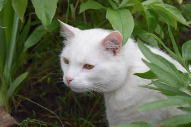 Beyaz bir kedi oturmuş bahçede bir şey arıyor..