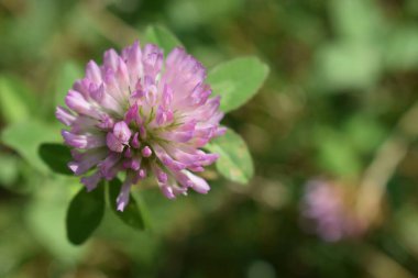 Güneşli bir günde yeşil bir çayırda çiçek açan yonca. Yazın tarlada otlar ve çiçekler. Doğa bulanık arkaplan. Yüzeyin derinliği. Uzayı kopyala Sanat fotoğrafçılığı