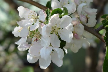 Bahar arkaplanı, çiçek, bokeh. Bahar kiraz çiçeklerini kapat. Sakura Yaprakları. Spring Woods. Çiçek Havası 'ndan ayrılıyor. Çiçek Fotoğrafçılığı. Organik arkaplan.
