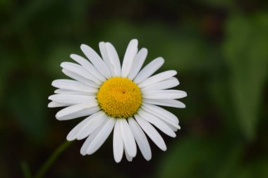 Yeşil arka planda Daisy 'nin yakın çekimi. Vahşi papatya çayı yakından. Yaz sezonu. (öküz gözü papatya, Leucanthemum vulgare) Yeşil arkaplanı bulanık, beyaz papatya çiçekleri.