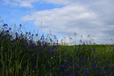 Yazın yabani çiçek otlağı. Arka planda gökyüzü olan yabani çiçek çayırı.