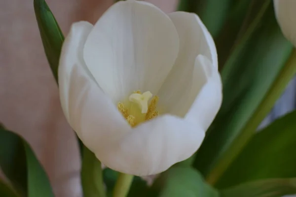 Tulipe Blanche Vue Dessus Cadeau Pour Fête Des Femmes Fête — Photo