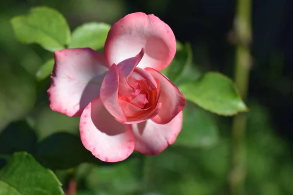 Hermosa Delicada Rosa Romántica Rosa Flor Rosa Colorida Pálida Jardín — Foto de Stock