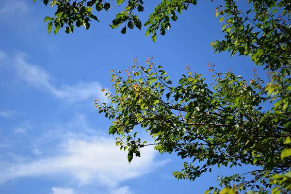 Träd Grenar Sig Blå Himmel Gröna Blad Och Solig Blå — Stockfoto