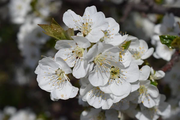 Cherry Blossom Sakura Macro Sakura Flower Tree Garden Background — Stock Photo, Image
