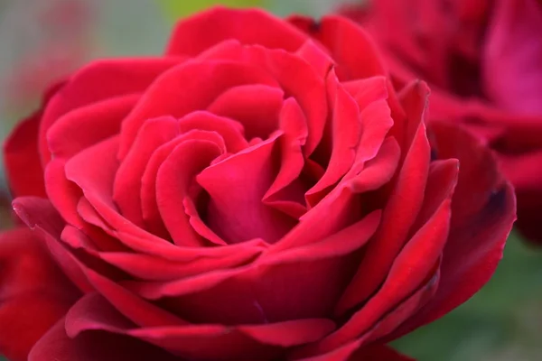 Big Red Rose Close Deep Red Color Big Beautiful Red — Stock Photo, Image