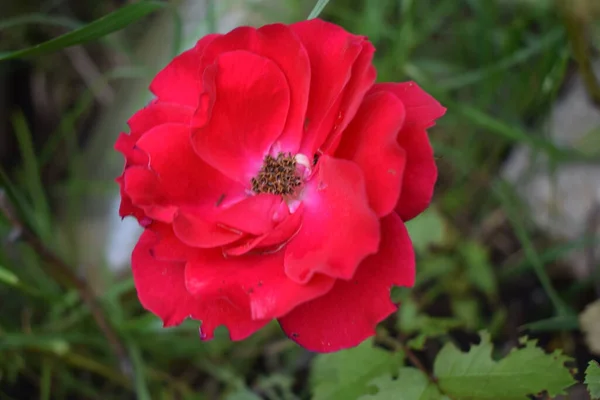 Rosa Mosqueta Florece Flores Color Rojo Brillante Bush Verano Rosa — Foto de Stock