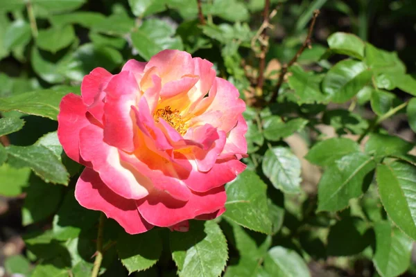 Floribunda Rose Conocida Por Varios Nombres Comunes Incluyendo Rosa Persa — Foto de Stock