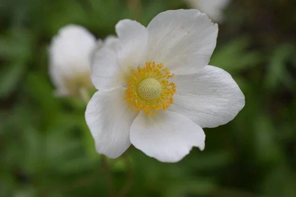 Blisko Biały Wiatrak Anemone Wild Swan Zamazane Tło Hybryda Anemonowa — Zdjęcie stockowe