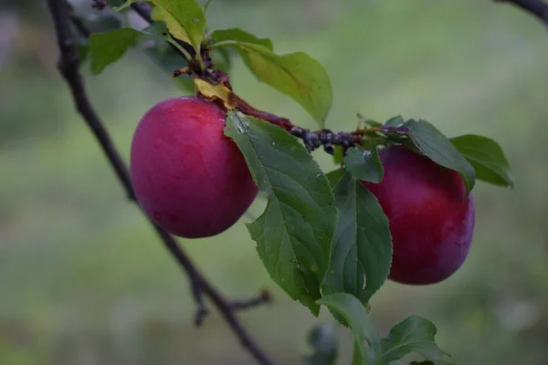 Ciruela Con Fruta Primer Plano Deliciosas Ciruelas Maduras Rama Del —  Fotos de Stock