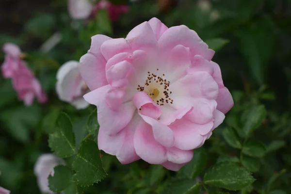 Růžové Květy Růží Růžovém Keři Zahradě Jaře — Stock fotografie