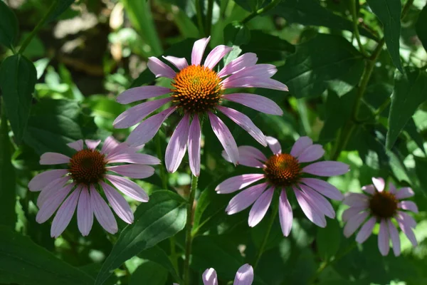 Flor Roxa Echinacea Purpurea Jardim Fundo Botânico Lindas Pétalas Rosa — Fotografia de Stock