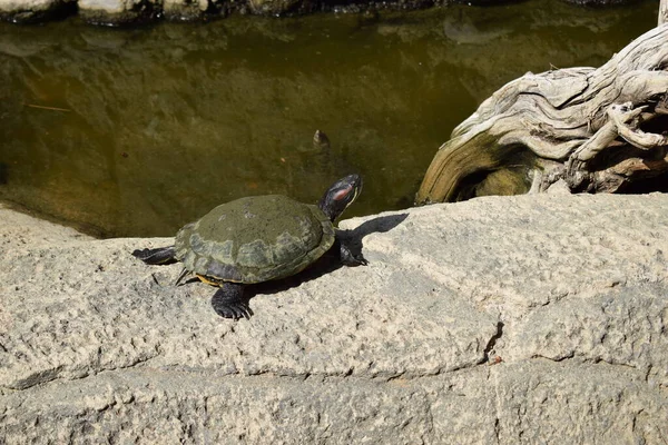 Schildkröten Sonnen Sich Auf Felsen Teichnähe Gruppenschildkröten Der Sonne Auf — Stockfoto