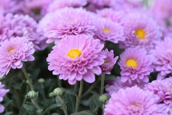 Wysoki Kąt Widok Różowych Roślin Kwitnących Zwany Purpurowe Chryzantemy Kwiatowy — Zdjęcie stockowe