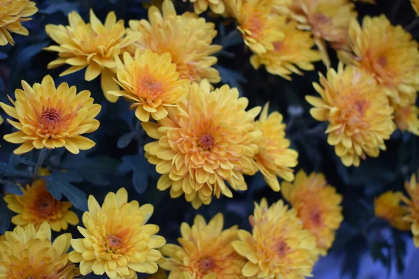 Flores Desembrulhadas Crisântemos Amarelos Crisântemos Amarelos Parque Outono — Fotografia de Stock