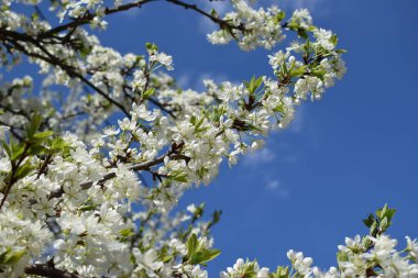 Mavi gökyüzünün altındaki ağaçta beyaz kiraz çiçeklerinin güzel dallarının seçici odak noktası, parktaki bahar mevsiminde güzel Sakura çiçekleri, çiçek desenleri, doğa çiçekli arka plan.