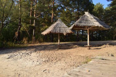 Spruce Ormanı 'ndaki nehirde ıssız kumlu bir sahil. Gün batımında kozalaklı ağaçlar ve nehir kıyısının kum tepeleri büyüyor. Güneş ışığı, akşam. Idyllic manzara. Plaj şemsiyeleri çam ağaçlarına karşı.