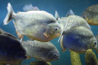 Kırmızı göbekli bir grup pirana akvaryumda yüzüyor. Kırmızı pirana (Pygocentrus nattereri), seçici odak.