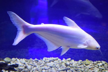 Pangasius hipophthalmus albino akvaryumda. Akvaryumdaki Pangasius balığı - tatlı su balığı