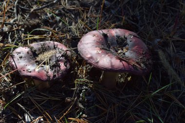 Russula atropurpurea, genellikle siyah mor Russula ya da mor brittlegill olarak adlandırılır. Eski bir Russula mantarının üst görüntüsü.