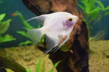 Tatlı su, gümüş melek balığıyla ekilmiş akvaryum. Bulanık geçmişi olan akvaryum balığındaki melek balığı (Pterophyllum scalare)