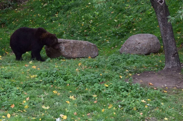 野生の大きな茶色のクマを閉じます — ストック写真