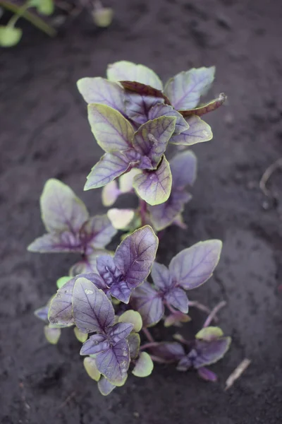 Albahaca Púrpura Joven Crece Jardín Primer Plano Albahaca Púrpura Verde — Foto de Stock