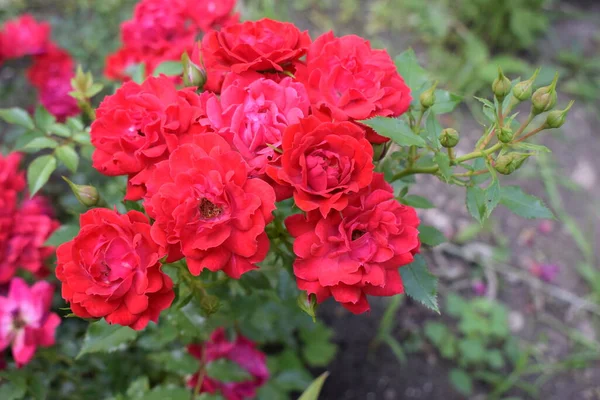 Wielka Czerwona Róża Bliska Głęboki Czerwony Kolor Duży Piękny Czerwony — Zdjęcie stockowe