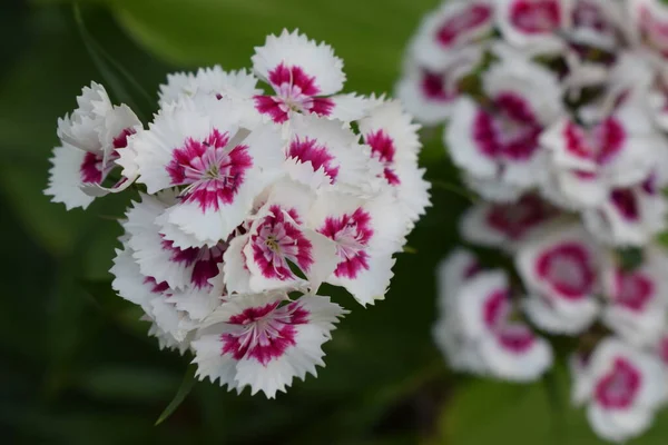 Canteiro Dianthus Barbatus Close Cabeça Vermelha Branca Profunda Dianthus Barbatus — Fotografia de Stock