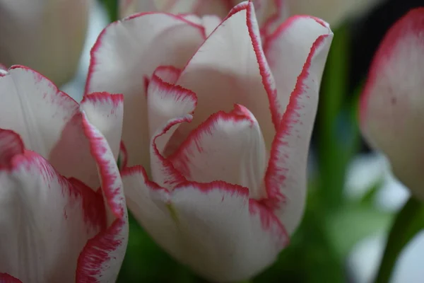Koyu Arkaplanda Kırmızı Şeritli Beyaz Lale Renkli Lale Çiçeği Koyu — Stok fotoğraf