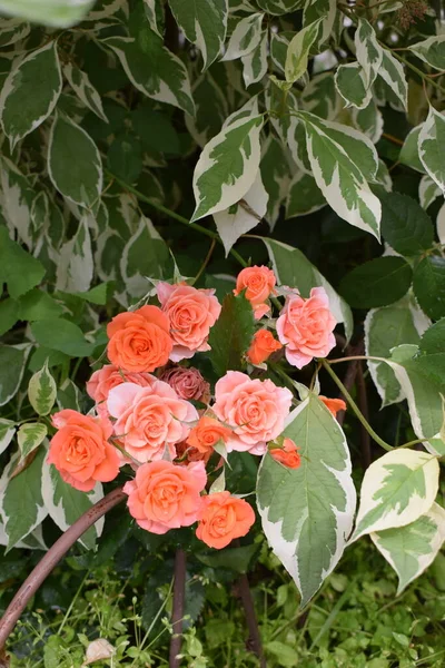 Schöne Rosen Und Orangen Garten Blühende Rosen Orangefarbene Rosen Blühen — Stockfoto