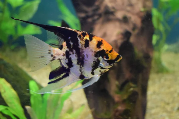Koi Melek Balığı (Pterophyllum scalare) bulanık arka planlı bir akvaryum balığının içinde izole edilmiştir. Tatlı su melek balığı, Pterophyllum scalare en popüler akvaryum balıklarından biridir, birçok farklı renkte..
