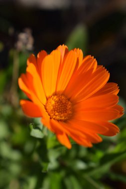 Turuncu takvim çiçekleri. Çiçek açan kadife çiçekleri. Taze organik kadife çiçekleri arka planında. Şifalı bitkiler. Yaz çiçekleri.