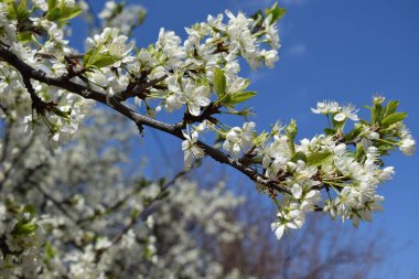 Mavi gökyüzünün altındaki ağaçta beyaz kiraz çiçeklerinin güzel dallarının seçici odak noktası, parktaki bahar mevsiminde güzel Sakura çiçekleri, çiçek desenleri, doğa çiçekli arka plan.