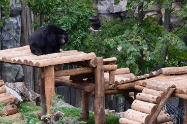 Siyah ayı, hayvanat bahçesindeki ahşap platformda rahat ve tembel. Asyalı siyah ayı (Ursus thibetanus) ayrıca ay ayısı ve beyaz göğüslü ayı olarak da bilinir.