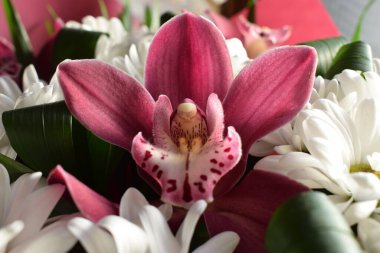 Seçici odak noktası güzel bir buket kasımpatı orkide çiçekleri pembe renkte. Çiçek dükkanı konsepti. Güzel, taze bir buket. Mor vanda orkidesi ve beyaz kasımpatı grubu