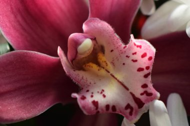 Pembe renkte güzel orkide çiçeklerinin seçici odağı. Çiçek dükkanı konsepti. Güzel taze çiçekler. pembe orkidenin narin çiçekleri