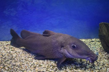 Zürafa yayın balığı Auchenoglanis Occidentalis tatlı su akvaryumunda.