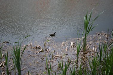 Ortak Moorhen (Gallinula kloropusu). Doğal ortamında vahşi bir kuş. Bataklık tavuğu (