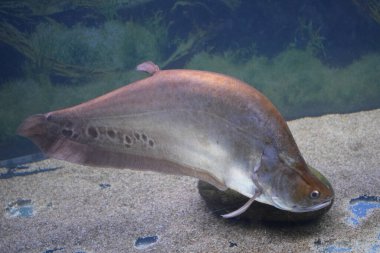 Chitala ornata. Vücudunda siyah halkalar olan garip bir balık suda yüzüyor. Şirin palyaço tüy sırtlı balığı. Palyaço tüyü, palyaço bıçağı ya da benekli bıçak balığı olarak da bilinir.